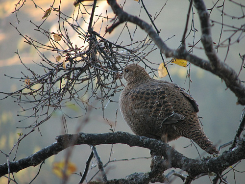 ���������� �������